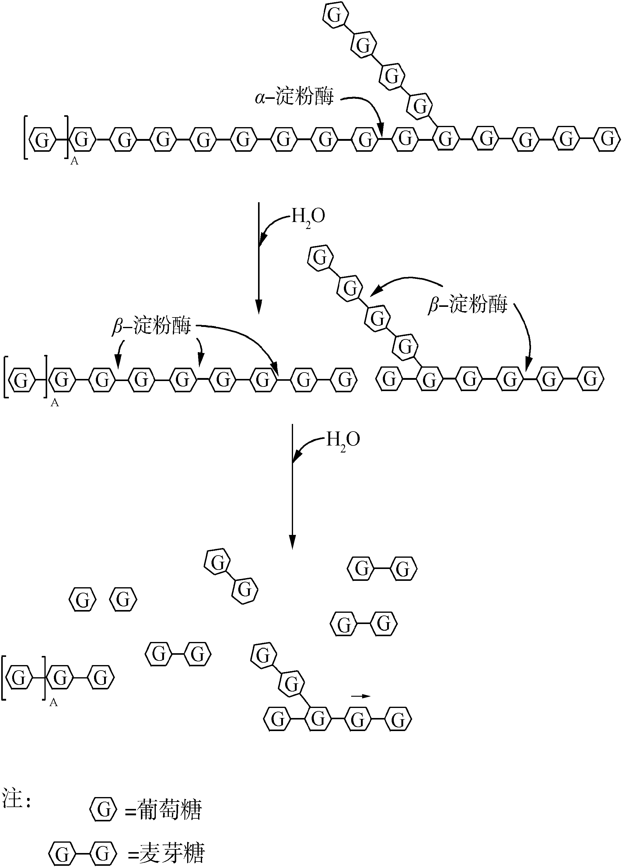 二、β-淀粉酶